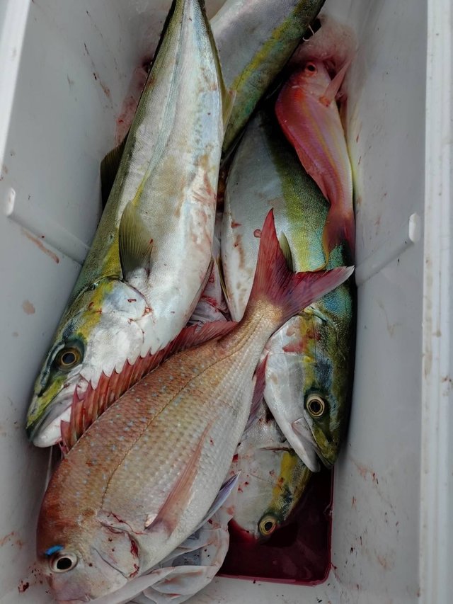 マダイ・イナダ(ブリ)