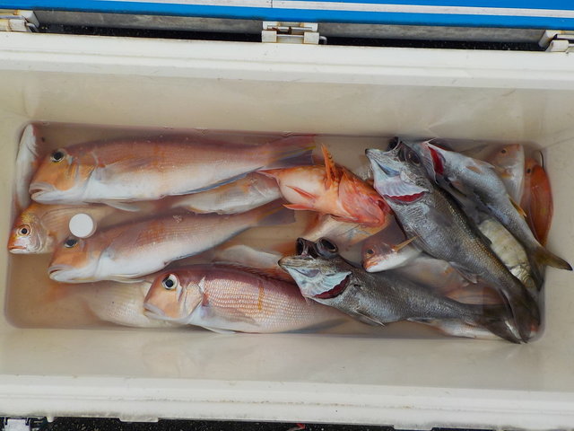 アマダイ(アカアマダイ)