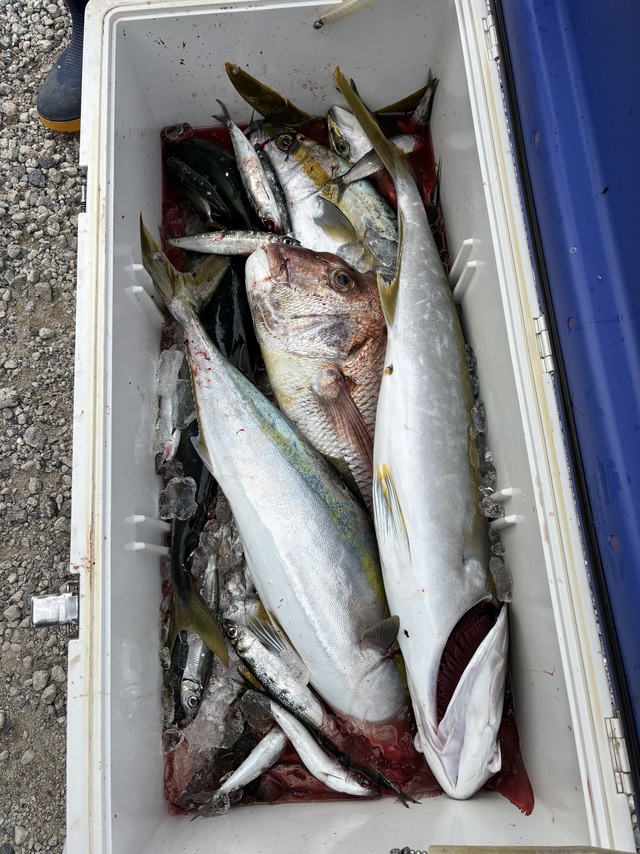 マダイ・ヤズ(ブリ)