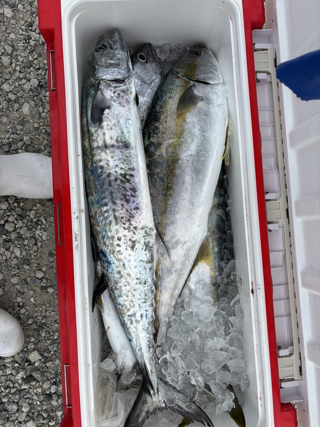 ヒラマサ・サワラ