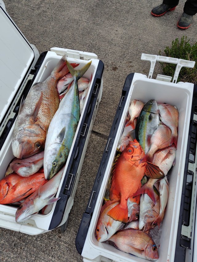 マダイ・レンコ(キダイ)・チダイ・メジロ(ブリ)・チカメ(チカメキントキ)