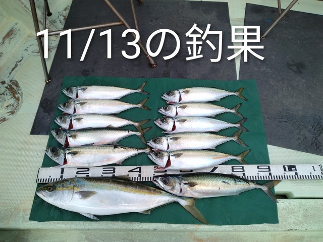 メジロ(ブリ)・マサバ