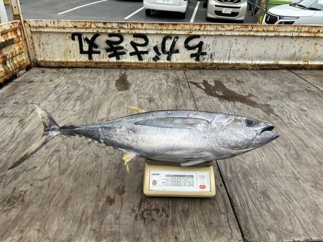 キメジ(キハダ)