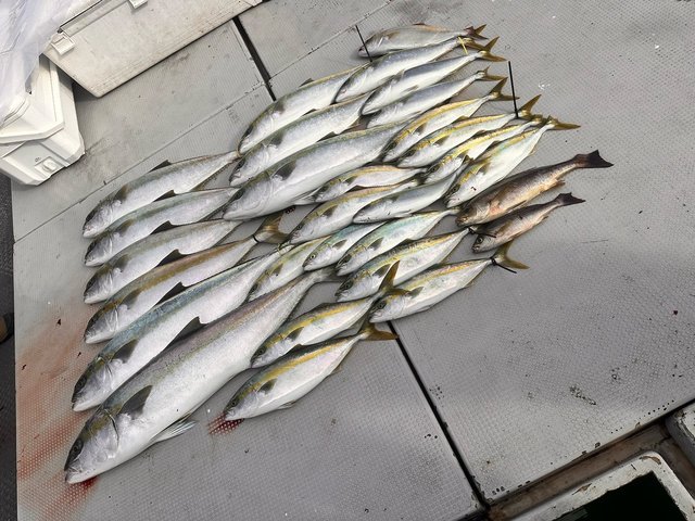 ヤズ(ブリ)・ヒラマサ・イサキ