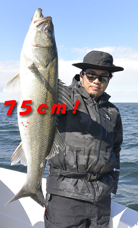 シーバス(スズキ)