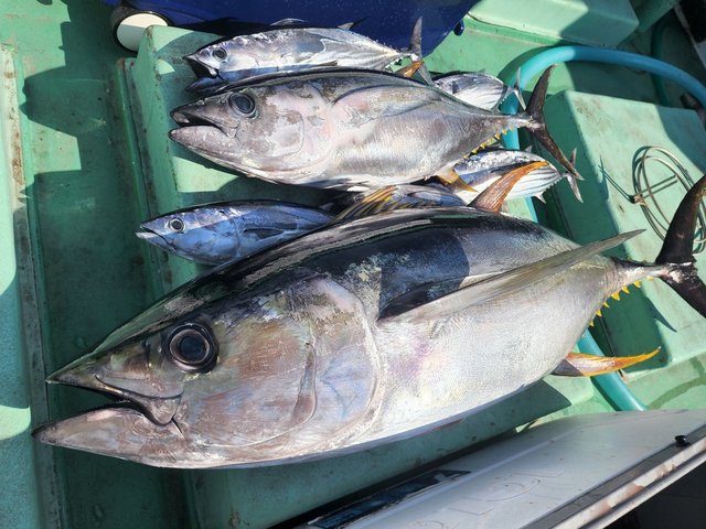 カツオ・マグロ(キハダ)