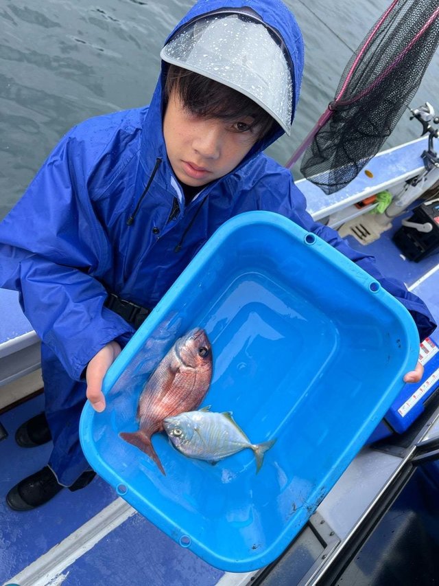 マダイ・カイワリ