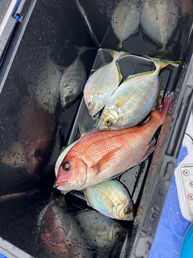 マダイ・カイワリ