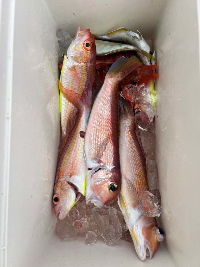 アマダイ(アカアマダイ)