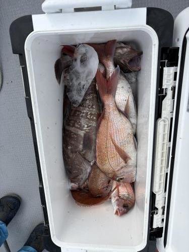 マダイ・ハナダイ(チダイ)