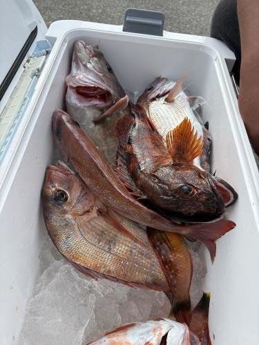 マダイ・ハナダイ(チダイ)