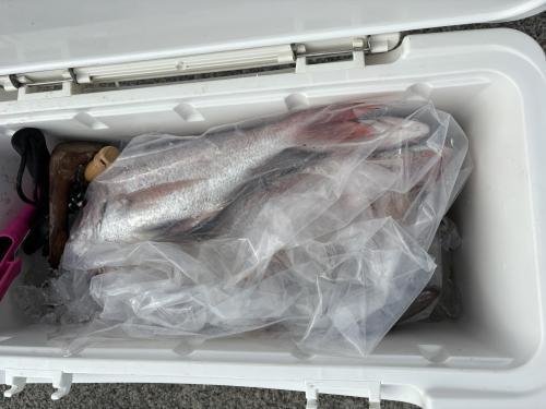 マダイ・ハナダイ(チダイ)