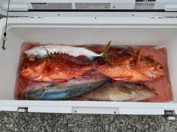 オオモンハタ・イナダ(ブリ)・カンコ(ウッカリカサゴ)