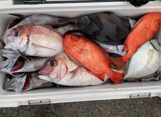 マダイ・メジナ・カイワリ・キントキ(チカメキントキ)・クロムツ