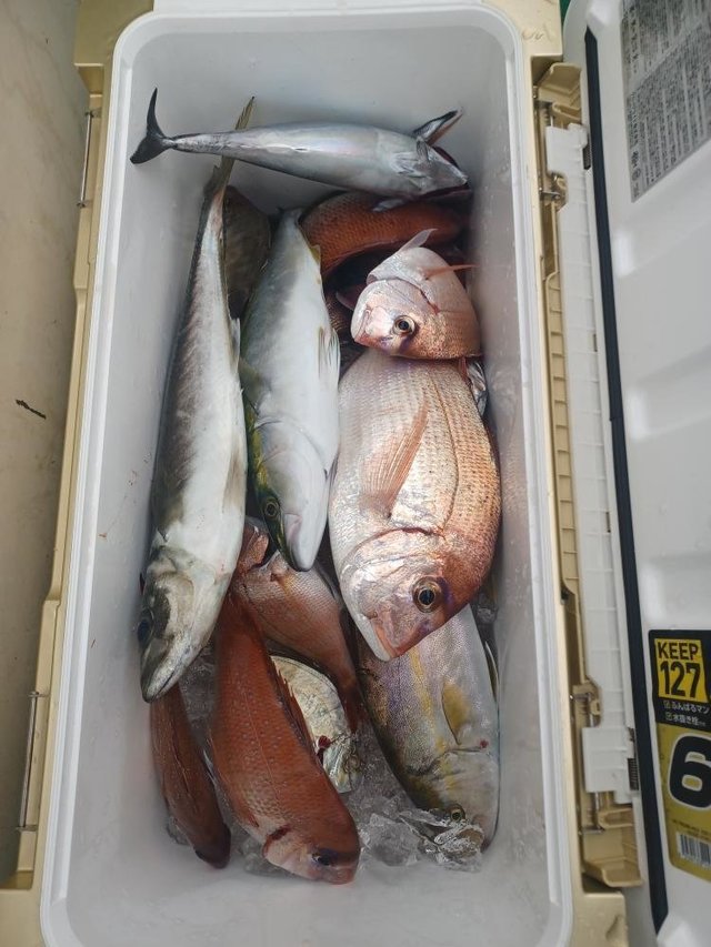 マダイ・ハナダイ(チダイ)・カイワリ・イナダ(ブリ)・カンパチ