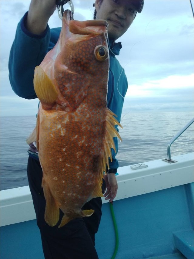 アコウ(キジハタ)