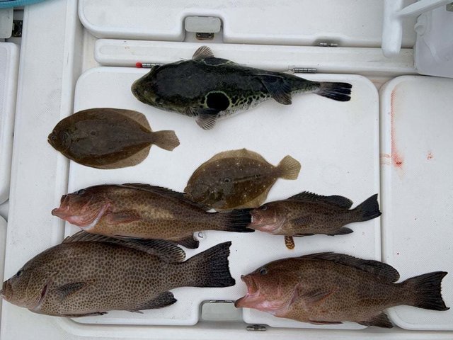 オオモンハタ・トラフグ