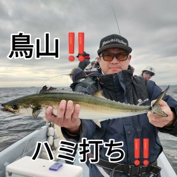 サゴシ(サワラ)