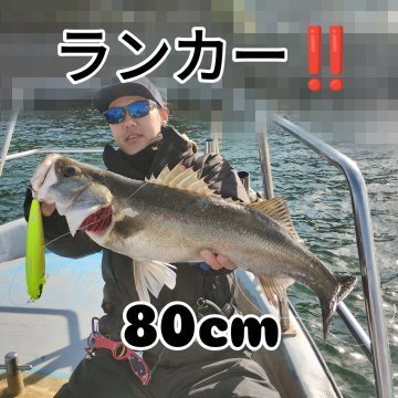 シーバス(スズキ)