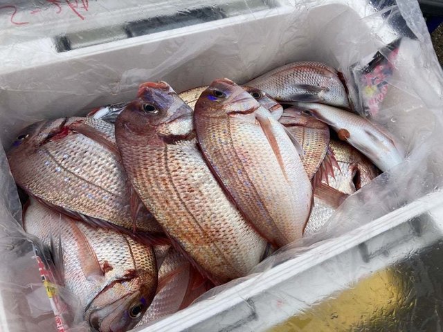 ハナダイ(チダイ)