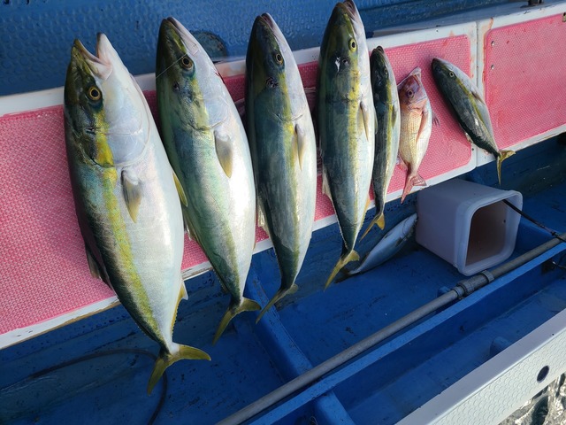 マダイ・イナダ(ブリ)・ワラサ(ブリ)