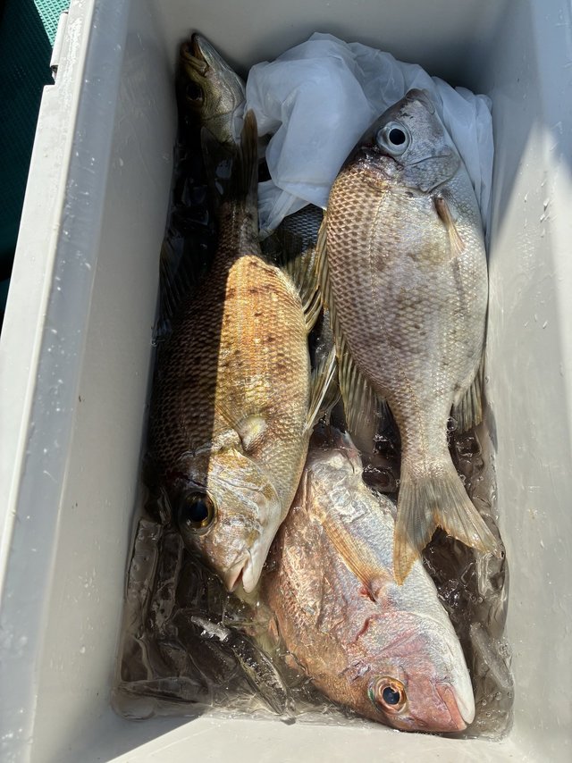 マダイ・メイチダイ