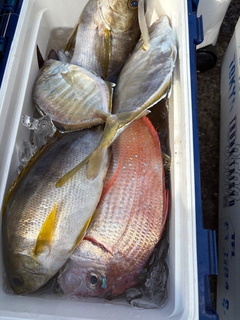 ハナダイ(チダイ)・カイワリ・イサキ