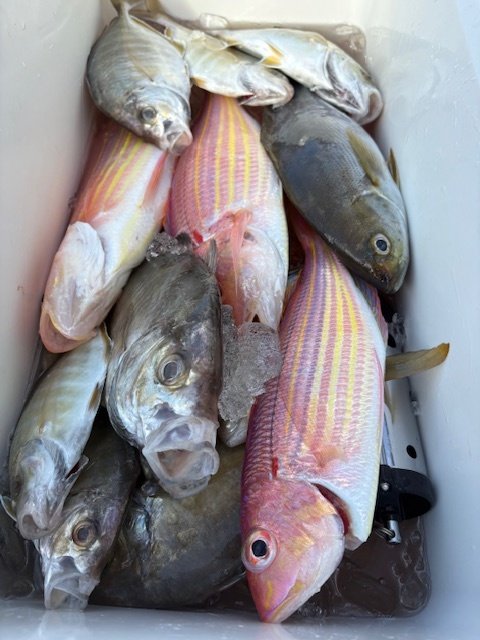 カイワリ・イサキ・イトヨリダイ