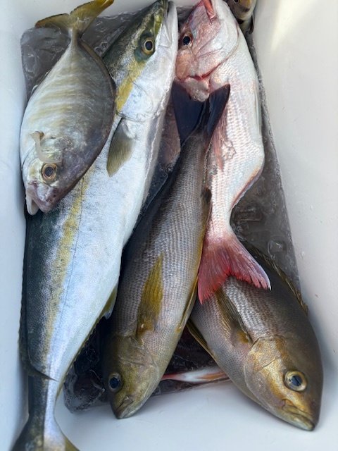 ハナダイ(チダイ)・カイワリ・イナダ(ブリ)・イサキ