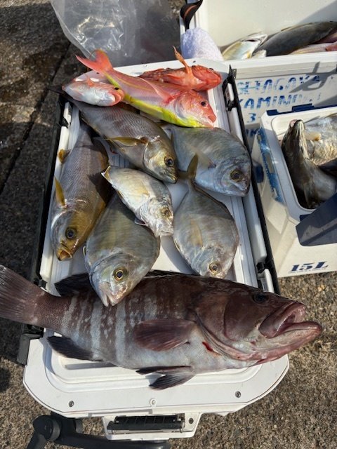 レンコダイ(キダイ)・マハタ・カイワリ・イサキ・イトヨリダイ