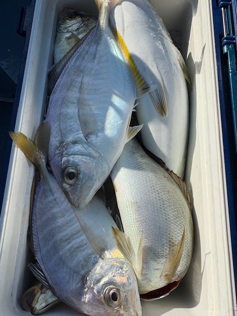 カイワリ・イサキ