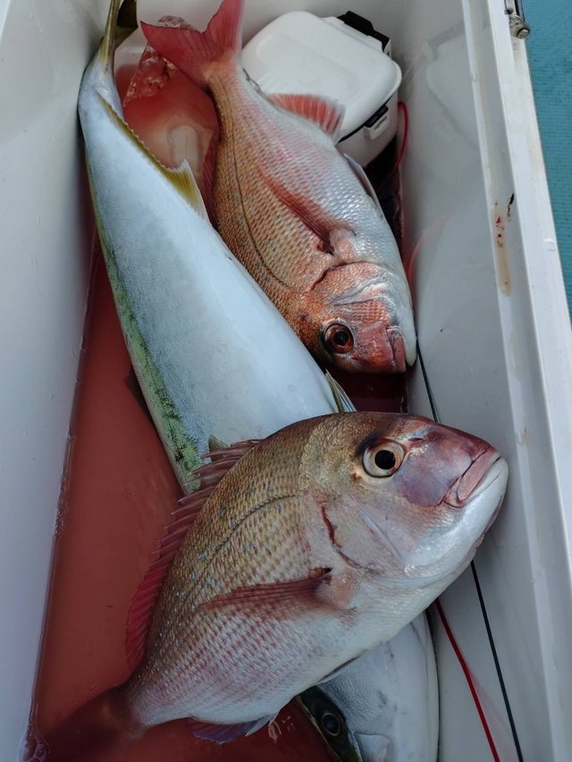 マダイ・ワラサ(ブリ)