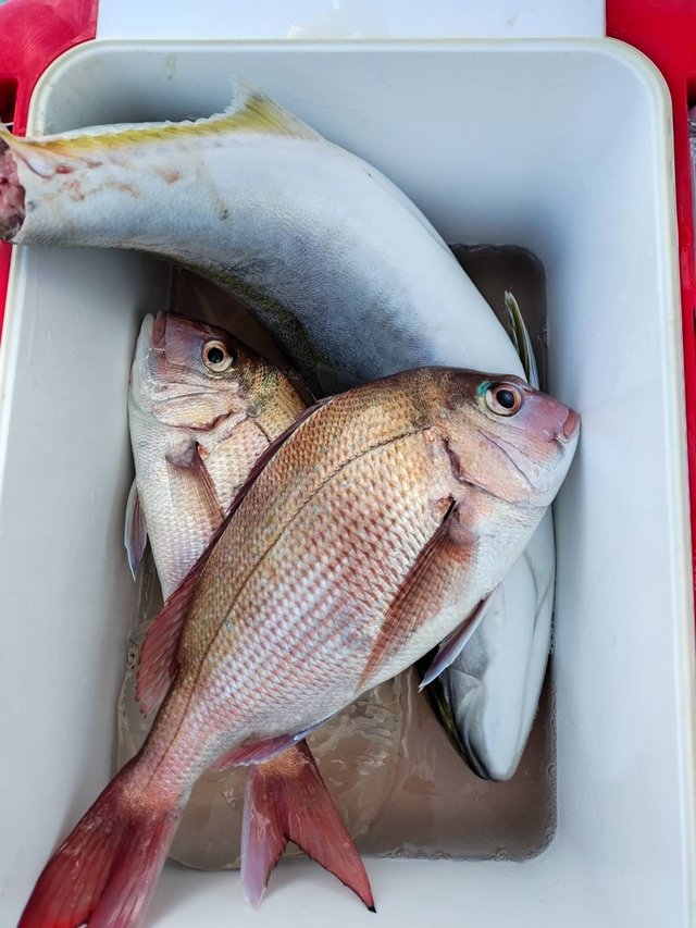 マダイ・ワラサ(ブリ)