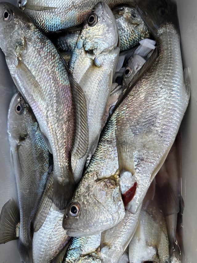 イシモチ(シログチ)