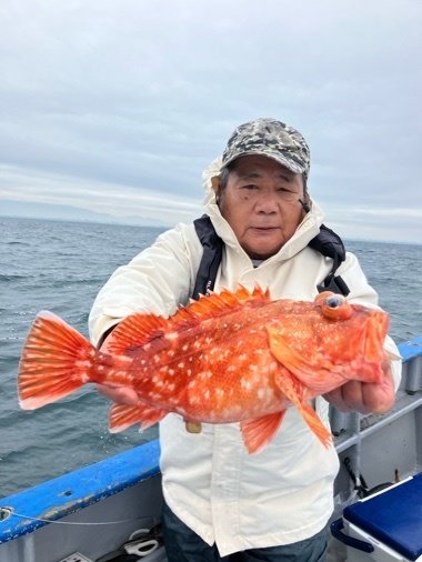 カンコ(ウッカリカサゴ)