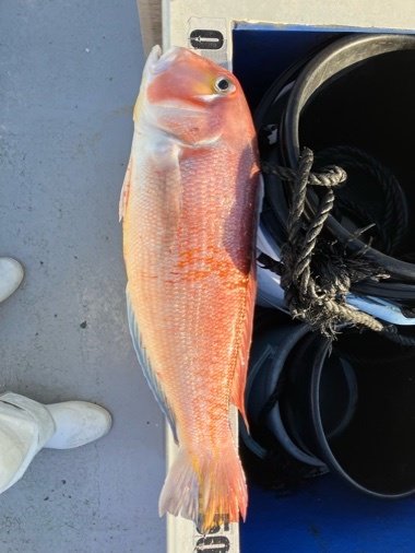 アマダイ(アカアマダイ)