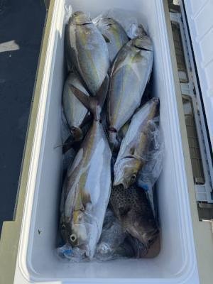 オオモンハタ・ハマチ(ブリ)・シオ(カンパチ)