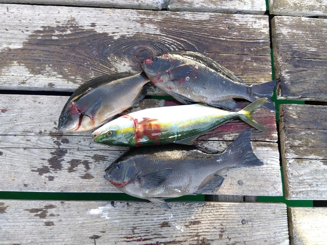 グレ(メジナ)・イナダ(ブリ)