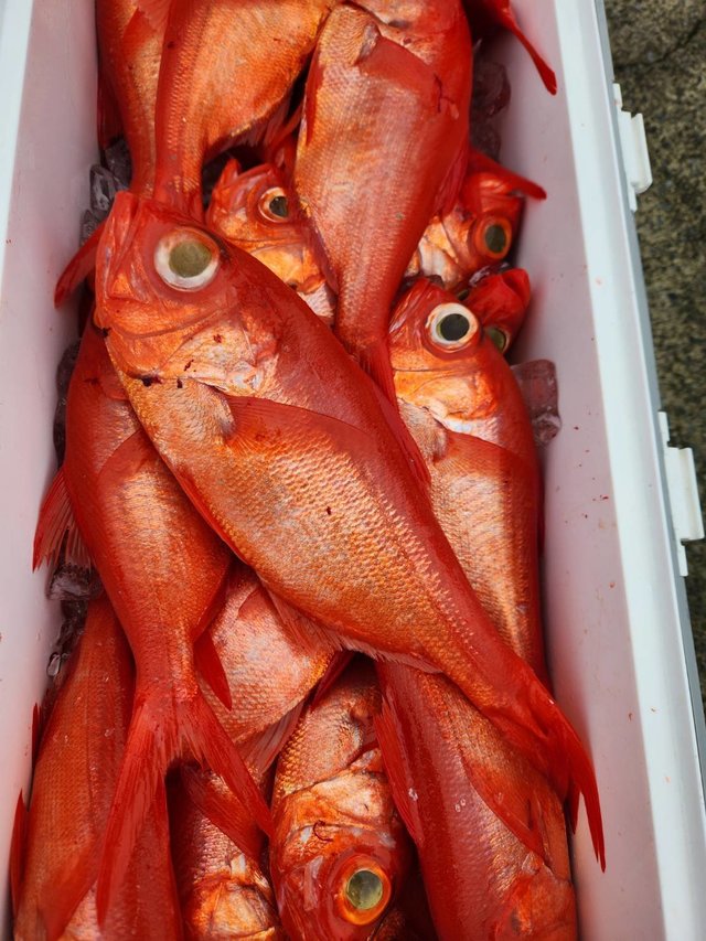 キンメ(キンメダイ)