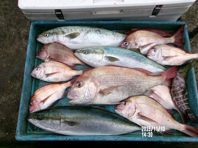 マダイ・マハタ・ワラサ(ブリ)