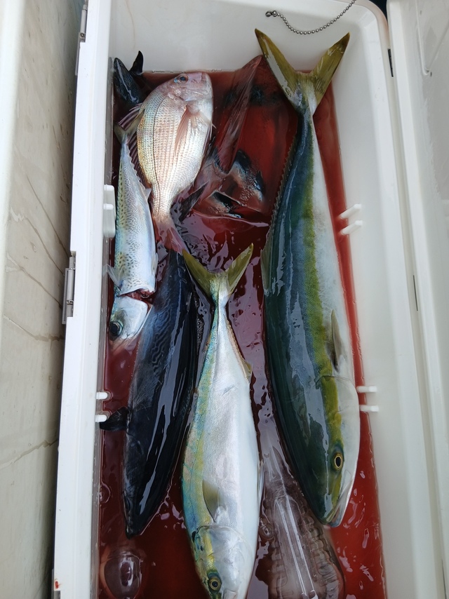 マダイ・ワラサ(ブリ)