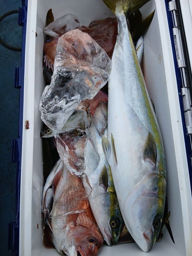 マダイ・ワラサ(ブリ)