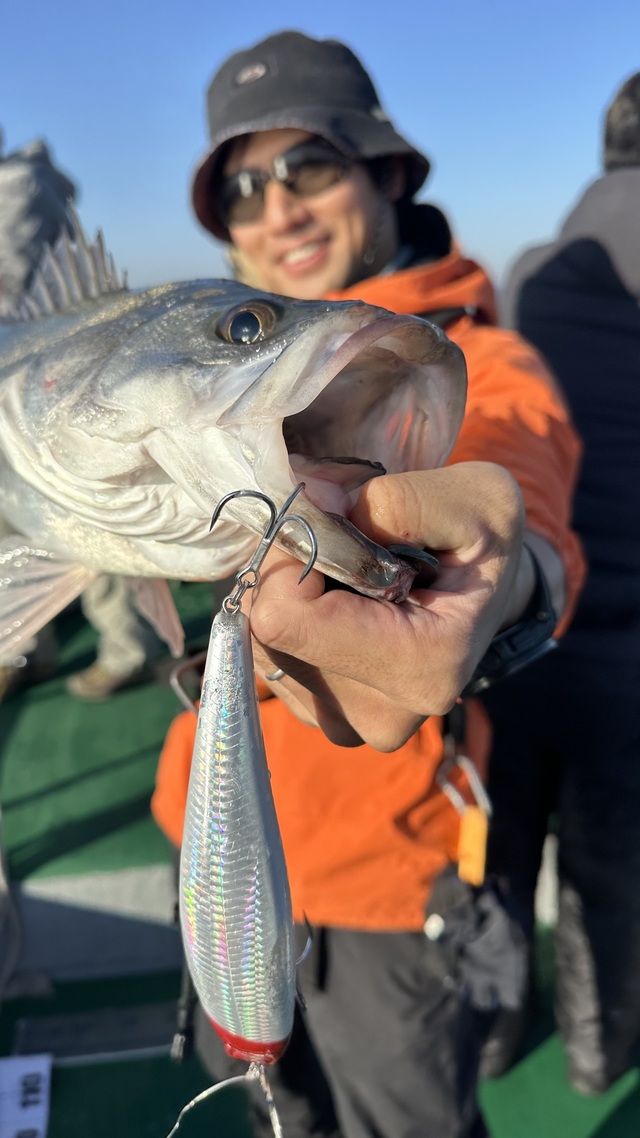 シーバス(スズキ)