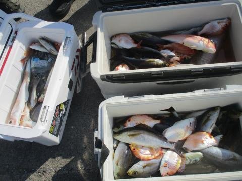 レンコダイ(キダイ)・イサキ・アマダイ(アカアマダイ)