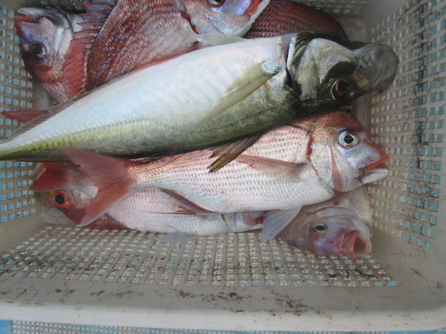 レンコ(キダイ)・チダイ・アジ(マアジ)