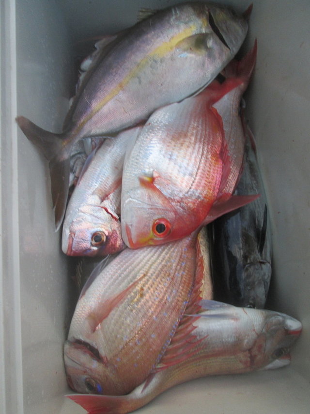 レンコ(キダイ)・チダイ