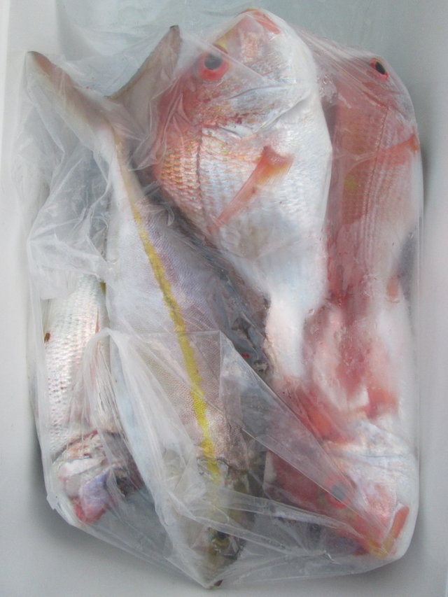 レンコ(キダイ)・チダイ・カンパチ