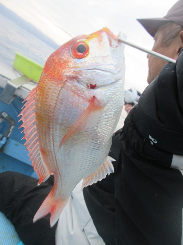 レンコ(キダイ)