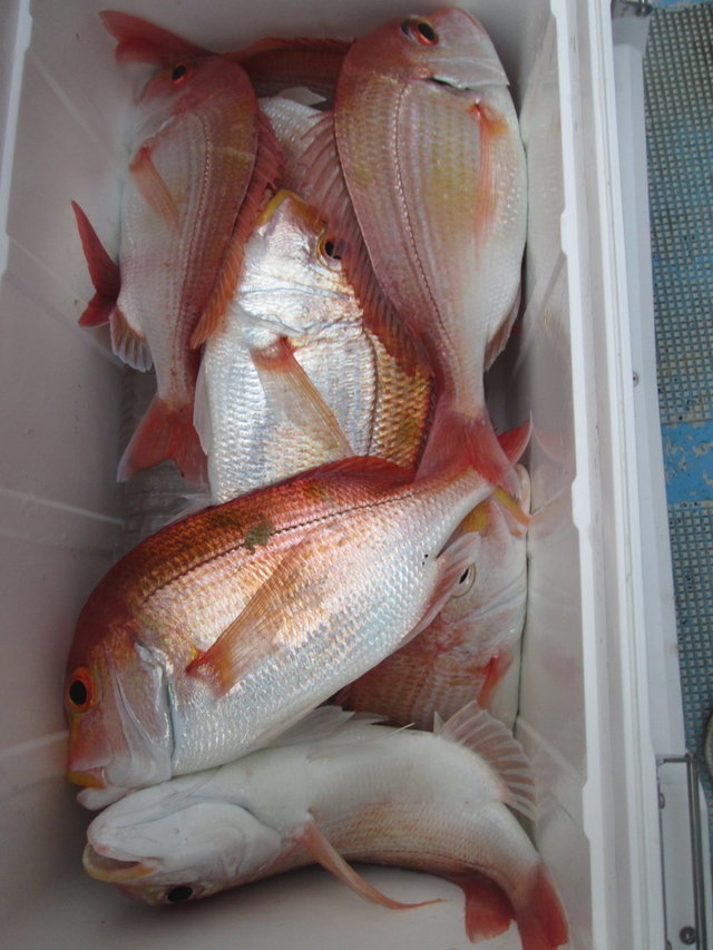 レンコ(キダイ)