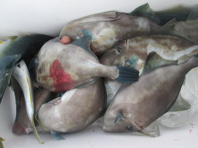 ウマヅラ(ウマヅラハギ)